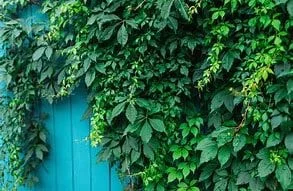 Virginia Creeper Vine Live Plant – 1 Gallon Pot – Fast Growing Outdoor Climber - Image 2
