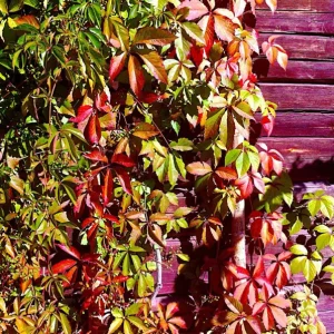 Virginia Creeper Vine Live Plant – 1 Gallon Pot – Fast Growing Outdoor Climber - Image 1