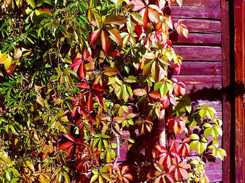 Virginia Creeper Vine Live Plant – 1 Gallon Pot – Fast Growing Outdoor Climber - Image 1