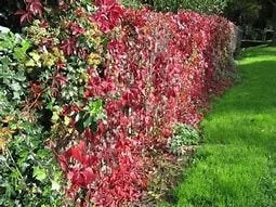 Virginia Creeper Vine Live Plant – 1 Gallon Pot – Fast Growing Outdoor Climber - Image 3