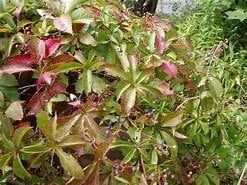 Virginia Creeper Vine Live Plant – 1 Gallon Pot – Fast Growing Outdoor Climber - Image 4