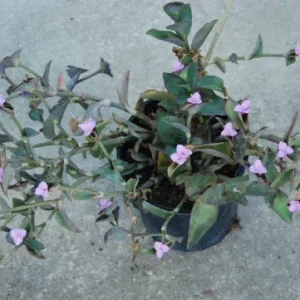 Wandering Jew Blue Sue Purple Heart Tradescantia Live Plant - Image 2