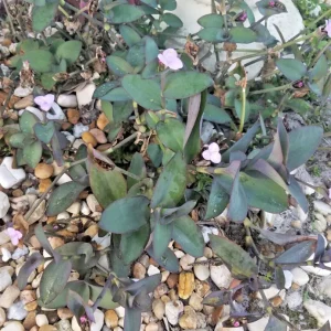 Wandering Jew Blue Sue Purple Heart Tradescantia Live Plant - Image 3