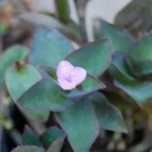 Wandering Jew Blue Sue Purple Heart Tradescantia Live Plant - Image 4