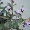 Wandering Jew Blue Sue Purple Heart Tradescantia Live Plant - Image 1