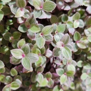 Wandering Jew Tradescantia Live Plant Collection - 5 Varieties - Indoor Houseplant - Image 5