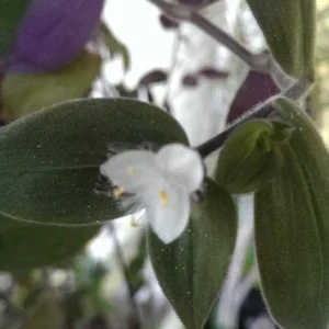 Wandering Jew Tradescantia Live Plant Collection - 5 Varieties - Indoor Houseplant - Image 7