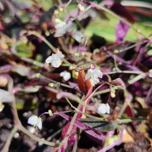 Wandering Jew Tradescantia Live Plants – Instant Collection – 10 Varieties - Image 4