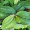 Wandering Jew Tradescantia Zebrina Flame Dance Live Plant - Potted Houseplant - Image 1
