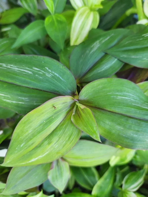 Wandering Jew Tradescantia Zebrina Flame Dance Live Plant - Potted Houseplant - Image 1