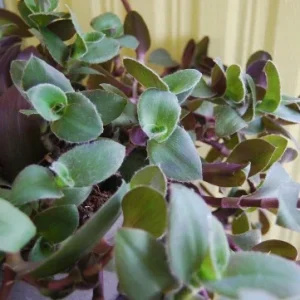 Wandering Jewel Tradescantia Live Plant – Vibrant Purple Foliage - Image 2