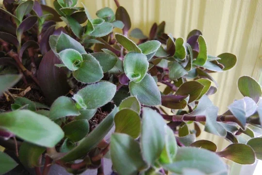 Wandering Jewel Tradescantia Live Plant – Vibrant Purple Foliage - Image 2