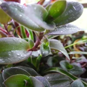 Wandering Jewel Tradescantia Live Plant – Vibrant Purple Foliage - Image 1