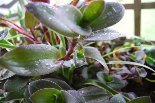 Wandering Jewel Tradescantia Live Plant – Vibrant Purple Foliage - Image 1