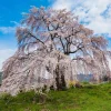 Weeping Yoshino Cherry Tree – Live Plant – Pale Pink Spring Blooms – Outdoor - Image 1