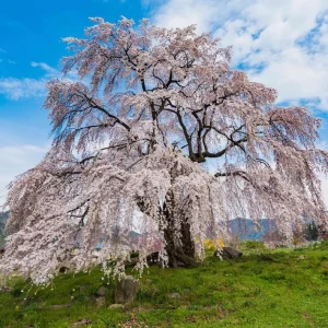 Weeping Yoshino Cherry Tree – Live Plant – Pale Pink Spring Blooms – Outdoor - Image 1