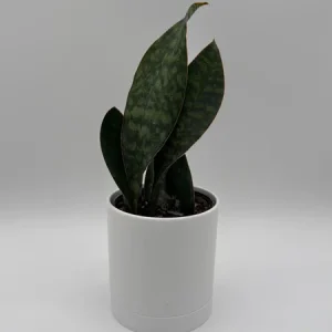 Whale Fin Sansevieria Plant - Live Snake Plant - Low Maintenance Indoor Plant - 4" Pot - Image 2