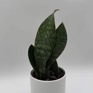 Whale Fin Sansevieria Plant - Live Snake Plant - Low Maintenance Indoor Plant - 4