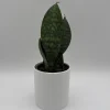 Whale Fin Sansevieria Plant - Live Snake Plant - Low Maintenance Indoor Plant - 4" Pot - Image 1