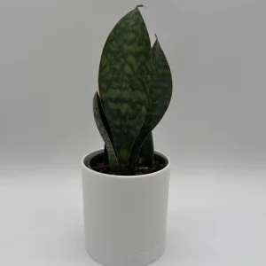 Whale Fin Sansevieria Plant - Live Snake Plant - Low Maintenance Indoor Plant - 4" Pot - Image 1