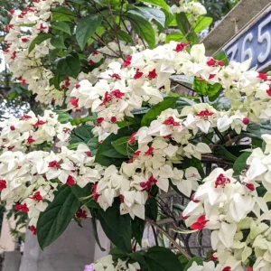 White Bleeding Heart Vine Live Plant - 2 Pack, 4-7 Inch, Hardy Perennial for Shade Garden - Image 2