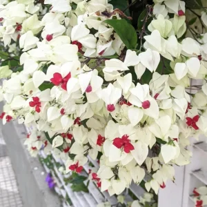 White Bleeding Heart Vine Live Plant - 2 Pack, 4-7 Inch, Hardy Perennial for Shade Garden - Image 3