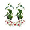 White Bleeding Heart Vine Live Plant - 2 Pack, 4-7 Inch, Hardy Perennial for Shade Garden - Image 1