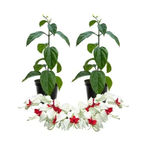 White Bleeding Heart Vine Live Plant - 2 Pack, 4-7 Inch, Hardy Perennial for Shade Garden - Image 1