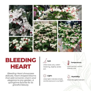 White Bleeding Heart Vine Live Plant - 2 Pack, 4-7 Inch, Hardy Perennial for Shade Garden - Image 4