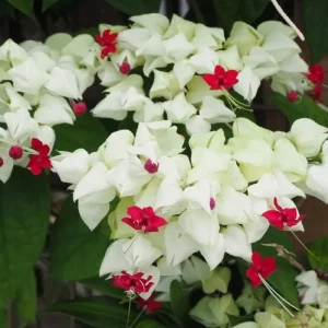 White Bleeding Heart Vine Live Plant - 2 Pack, 4-7 Inch, Hardy Perennial for Shade Garden - Image 5