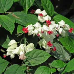 White Bleeding Heart Vine Live Plant - 2 Pack, 4-7 Inch, Hardy Perennial for Shade Garden - Image 6