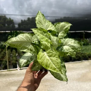 White Butterfly Syngonium Live Plant - Arrowhead Leaf Houseplant in 4" Pot - Image 2
