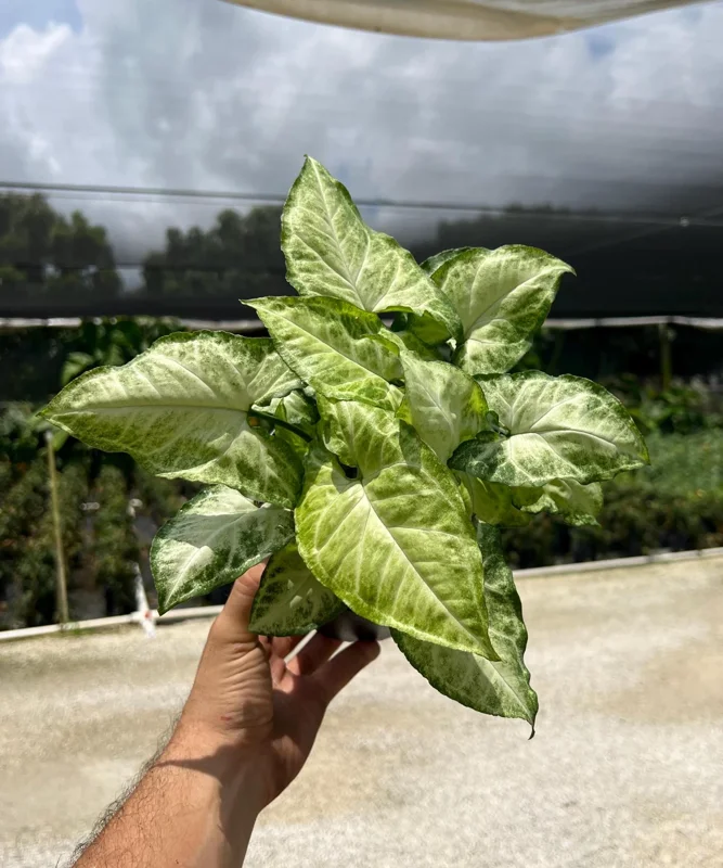 White Butterfly Syngonium Live Plant - Arrowhead Leaf Houseplant in 4" Pot - Image 2