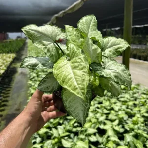 White Butterfly Syngonium Live Plant - Arrowhead Leaf Houseplant in 4