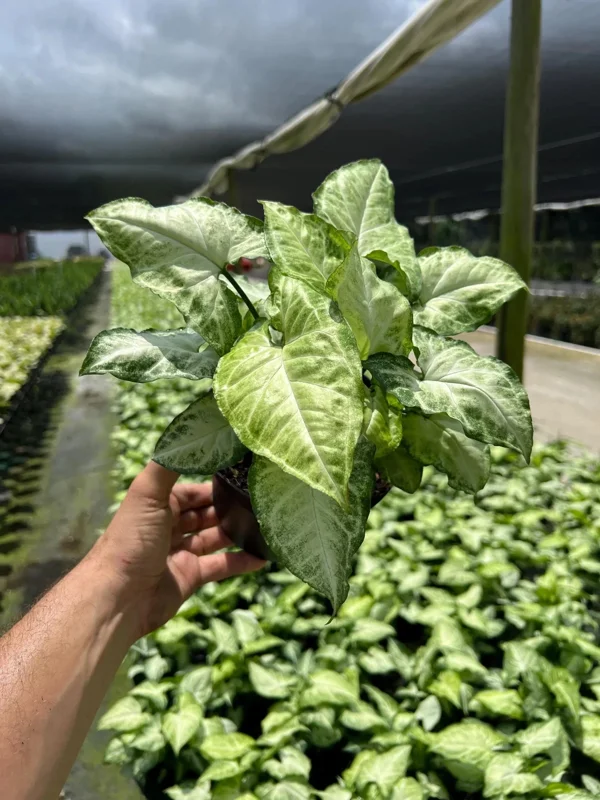 White Butterfly Syngonium Live Plant - Arrowhead Leaf Houseplant in 4" Pot - Image 3