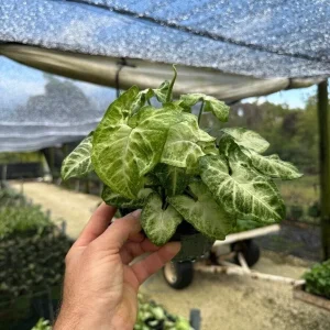 White Butterfly Syngonium Live Plant - Arrowhead Leaf Houseplant in 4" Pot - Image 1
