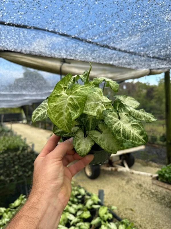White Butterfly Syngonium Live Plant - Arrowhead Leaf Houseplant in 4" Pot - Image 1