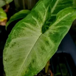 White Butterfly Syngonium Live Plant - Arrowhead Vine Indoor Houseplant - Image 2