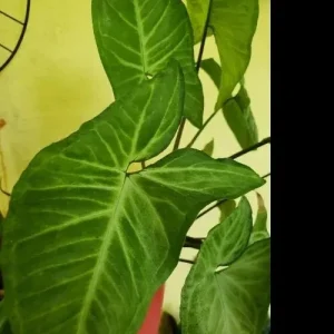 White Butterfly Syngonium Live Plant - Arrowhead Vine Indoor Houseplant - Image 3