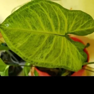 White Butterfly Syngonium Live Plant - Arrowhead Vine Indoor Houseplant - Image 4