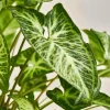 White Butterfly Syngonium Live Plant - Arrowhead Vine Indoor Houseplant - Image 1
