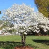 White Dogwood Live Plant – 10-16" Tall Seedling – Quart Pot – Cornus florida - Image 1