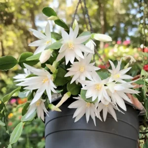 White Easter Cactus Live Plant 4-6 Inch – Spring Blooming Houseplant – Easy Care Indoor Plant - Image 2