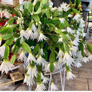 White Easter Cactus Live Plant 4-6 Inch – Spring Blooming Houseplant – Easy Care Indoor Plant - Image 5