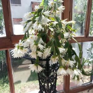 White Easter Cactus Live Plant 4-6 Inch – Spring Blooming Houseplant – Easy Care Indoor Plant - Image 6