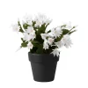 White Easter Cactus Live Plant 4-6 Inch – Spring Blooming Houseplant – Easy Care Indoor Plant - Image 1