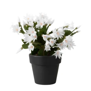 White Easter Cactus Live Plant 4-6 Inch – Spring Blooming Houseplant – Easy Care Indoor Plant - Image 1