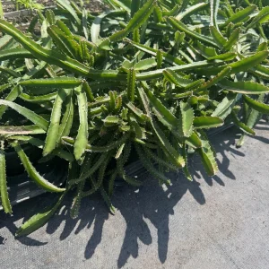 White-Fleshed Dragon Fruit Live Plant - Selenicereus undatus - 4