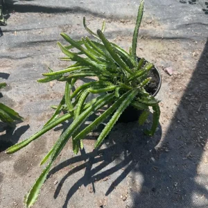 White-Fleshed Dragon Fruit Live Plant - Selenicereus undatus - 4