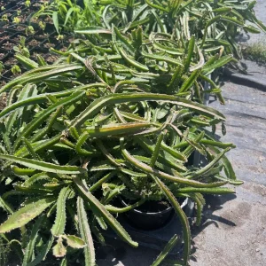 White-Fleshed Dragon Fruit Live Plant - Selenicereus undatus - 4